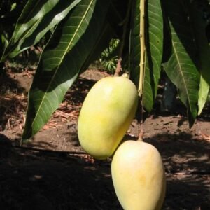 Ripen Mango 5 kg Box