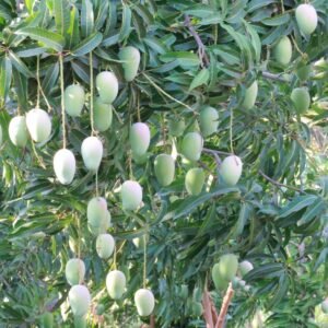 Raw Mango 10kg Box