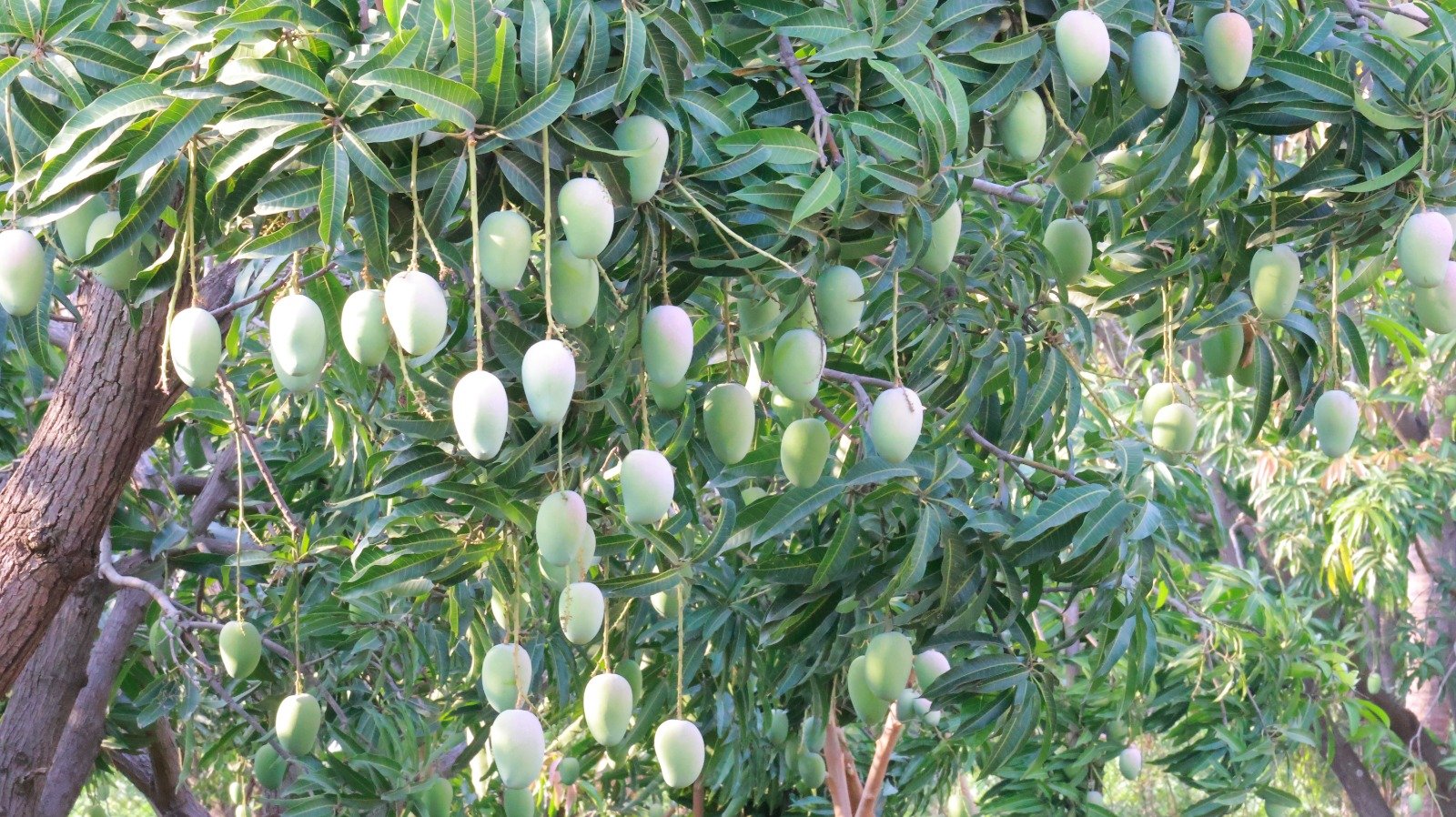 Raw Mango 10kg Box