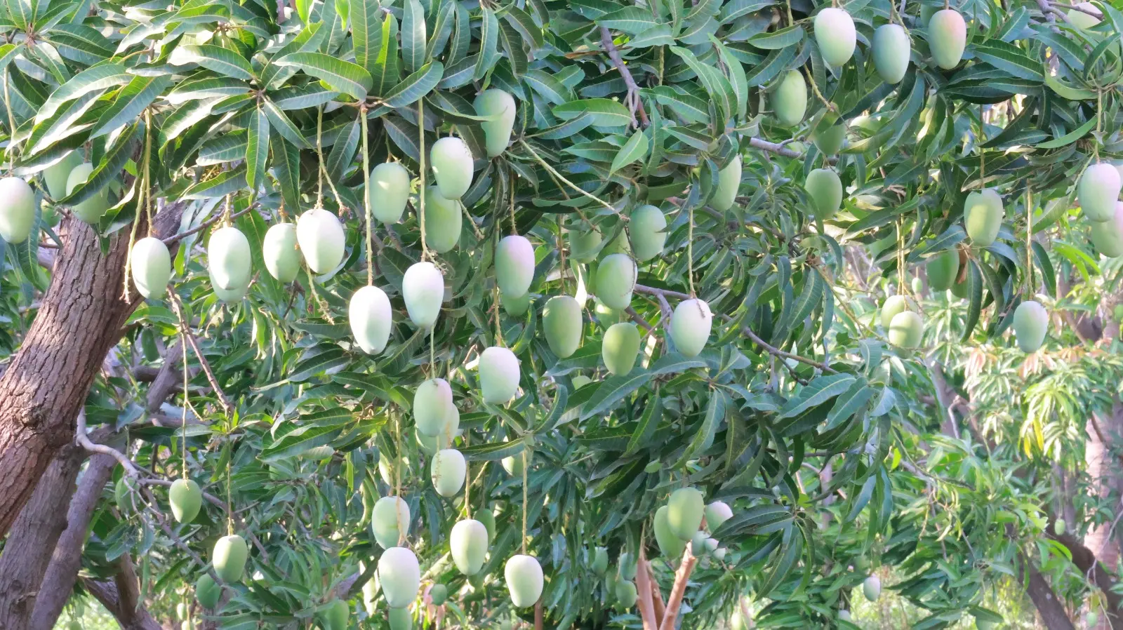 Raw Mango 10kg Box