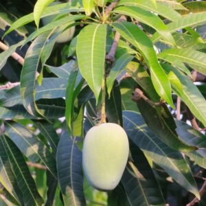 Raw Mango 5kg Box