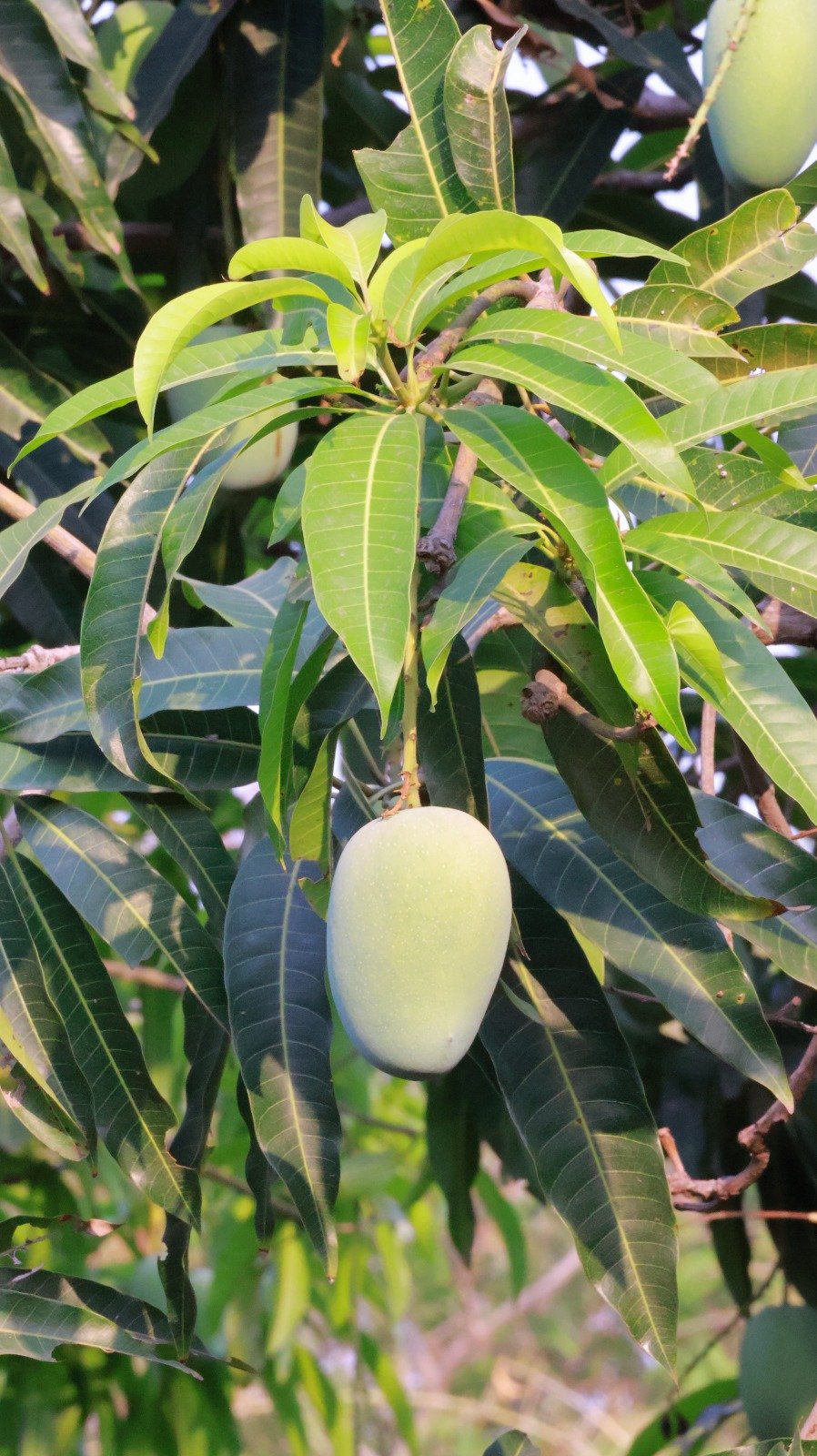 Raw Mango 5kg Box